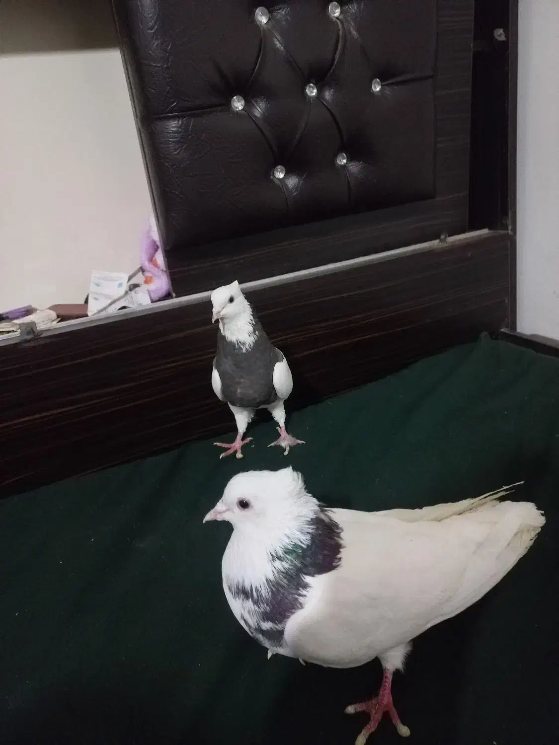 طوقی|پرنده|تبریز, |دیوار