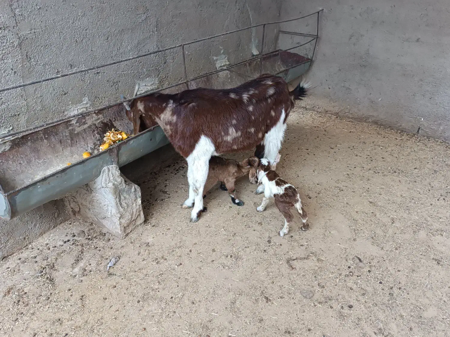 بز پاکستانی جوان جنس عالی تازه زاییده دو قلو|حیوانات مزرعه|شریف‌آباد, |دیوار