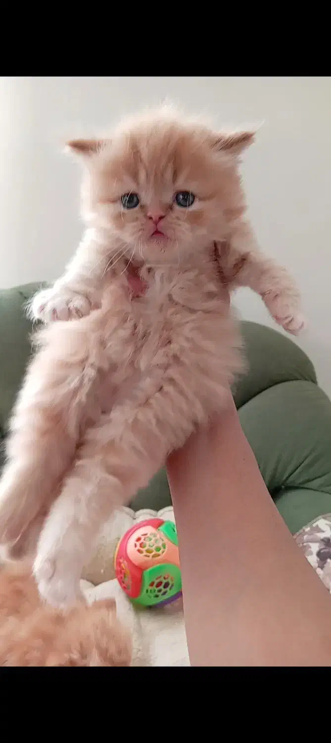 پرشین|گربه|مشهد, سعد آباد|دیوار