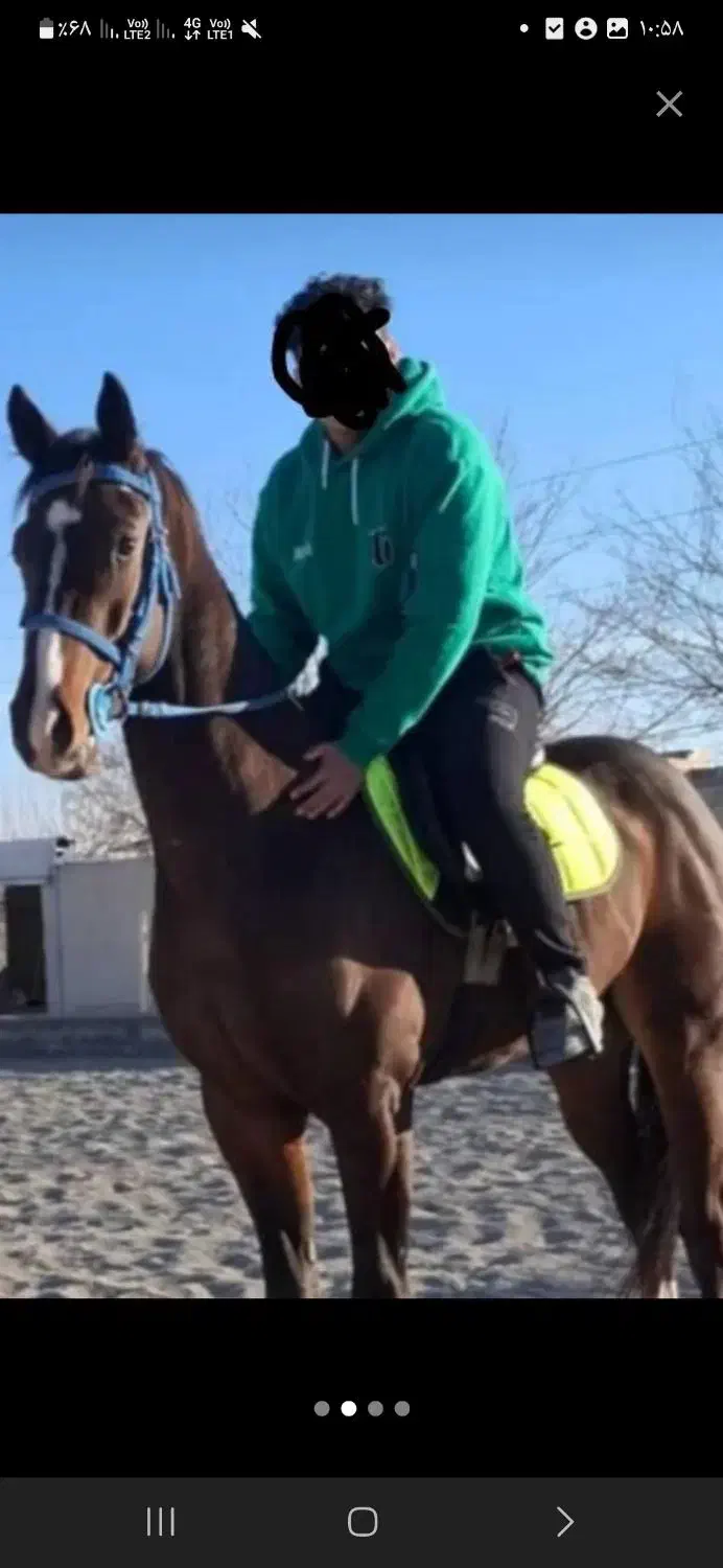 فروش اسب به صورت چکی|اسب و تجهیزات اسب‌سواری|تهران, حر|دیوار