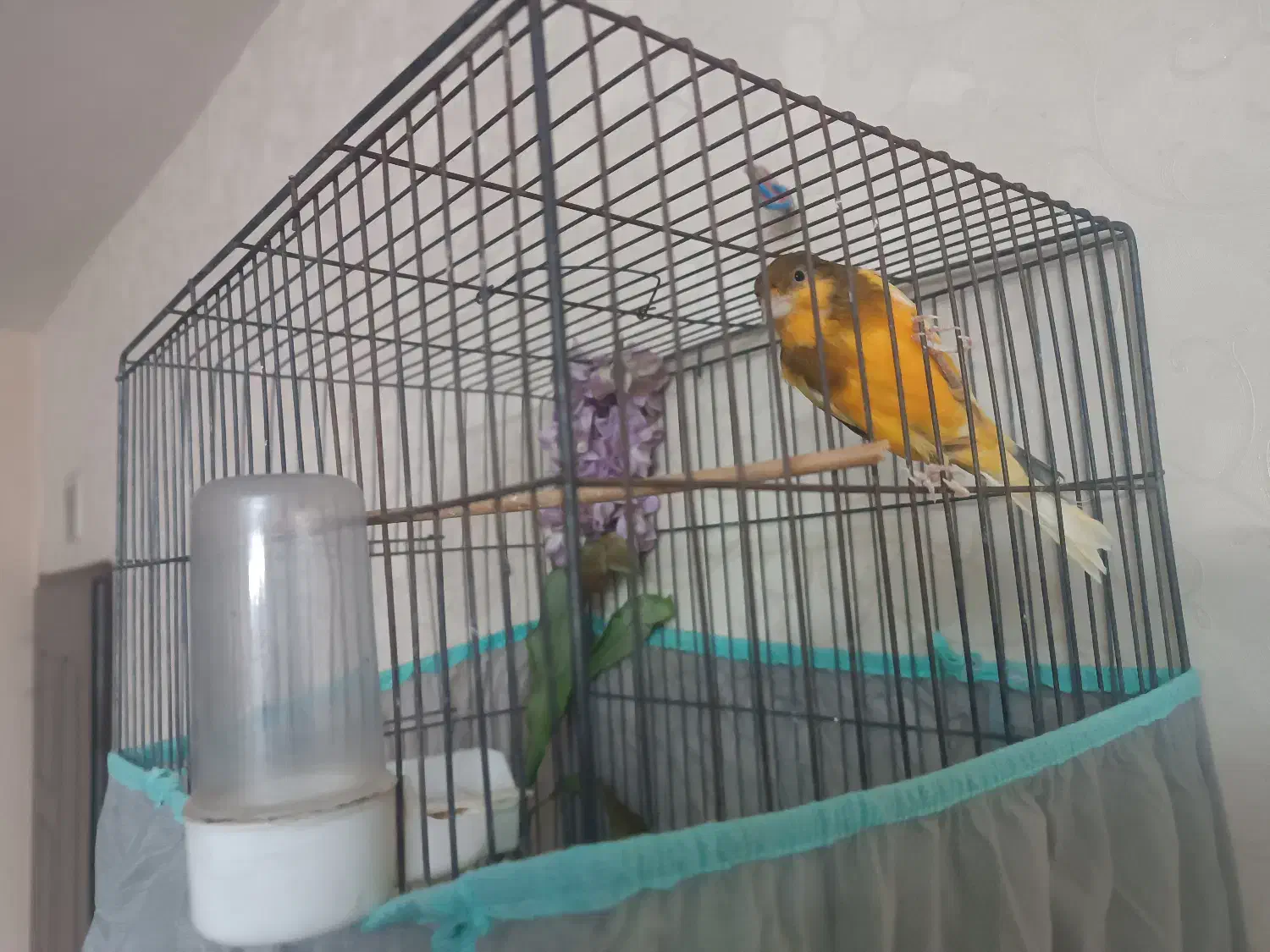 قناری بخون (شلاقی)  مست مست|پرنده|شاهین‌شهر, شهرک هشت بهشت|دیوار