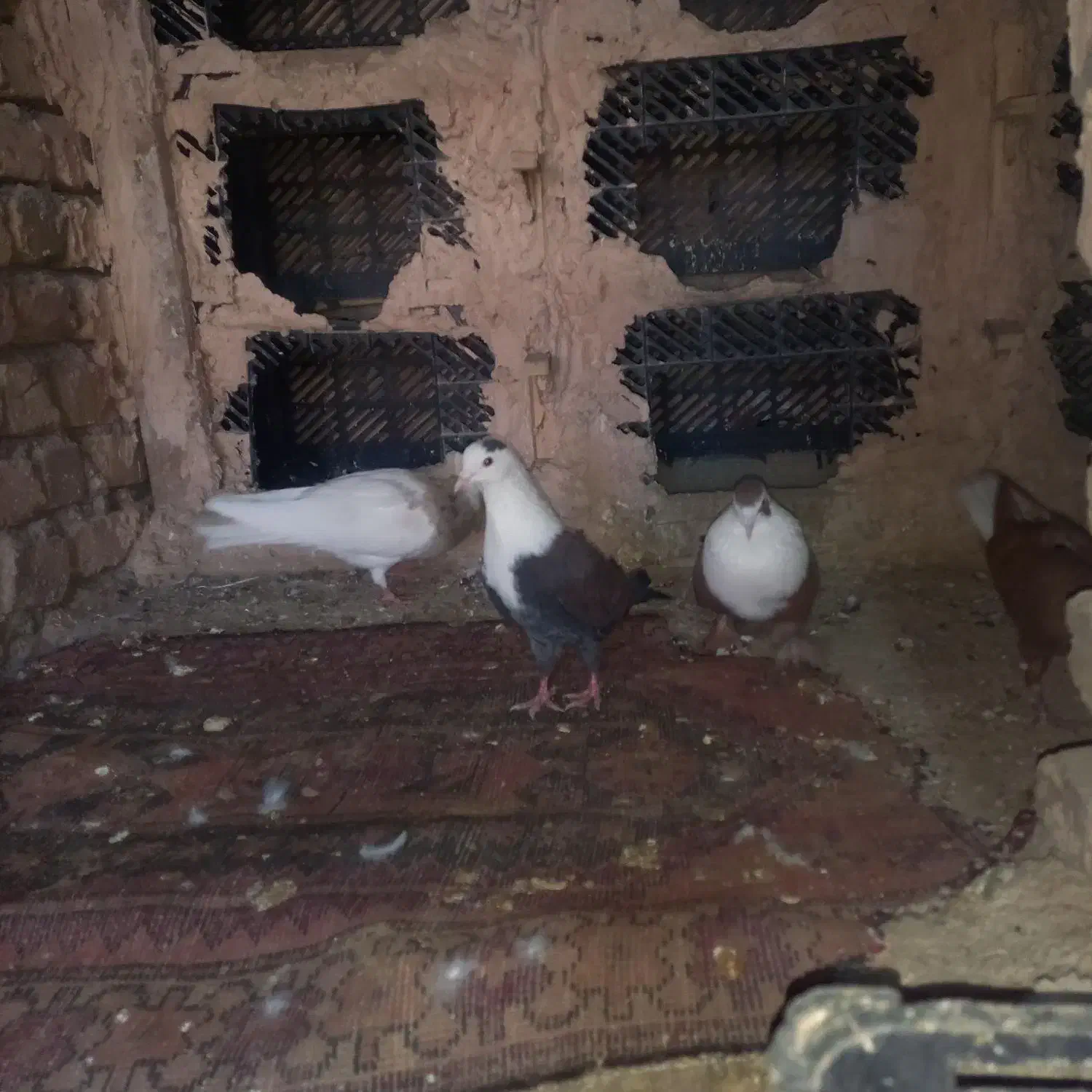 کبوتر رنگی|پرنده|سبزوار, مدرس|دیوار