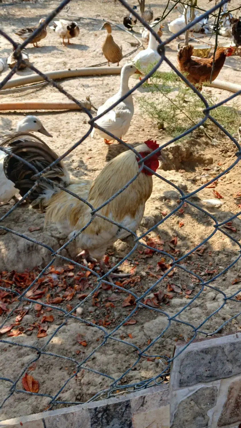 خروس دو رگ محلی|حیوانات مزرعه|بهشهر, |دیوار