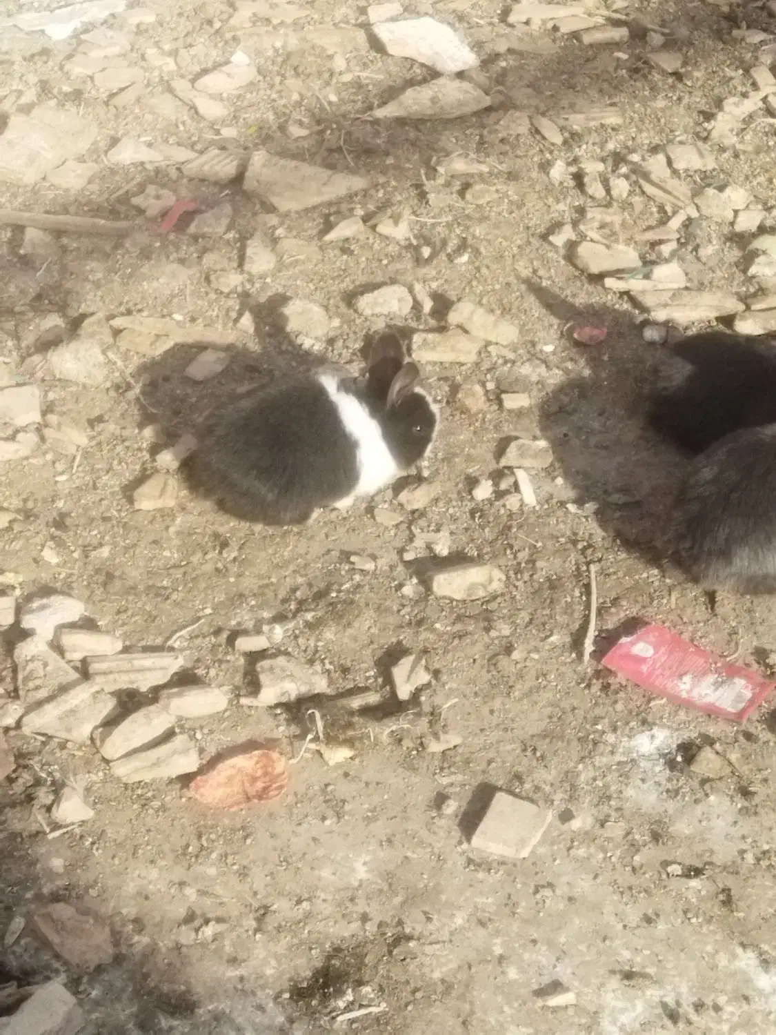 خرگوش|موش و خرگوش|قیامدشت - خاورشهر, |دیوار