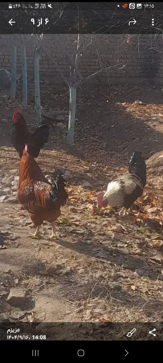 خروس وبوقلمون چاق برای کشتن|حیوانات مزرعه|نیشابور, فضل|دیوار