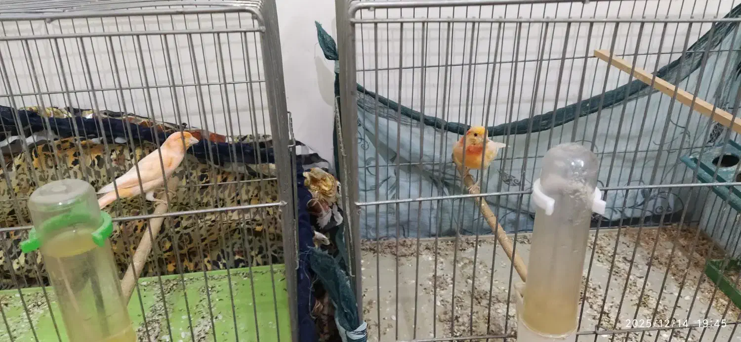 قناری رد فاکتور|پرنده|خمینی‌شهر, |دیوار