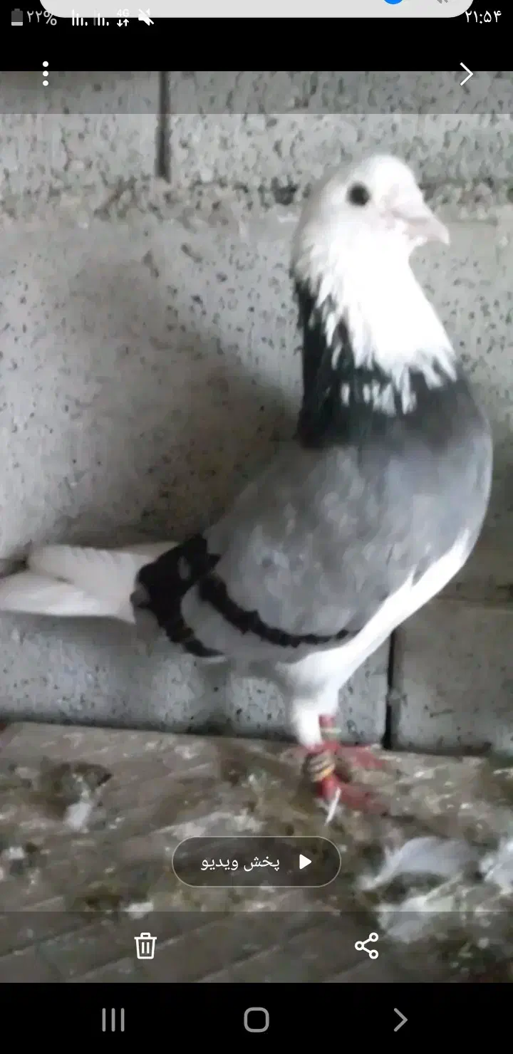 ابلغ سبز|پرنده|بندر ترکمن, |دیوار