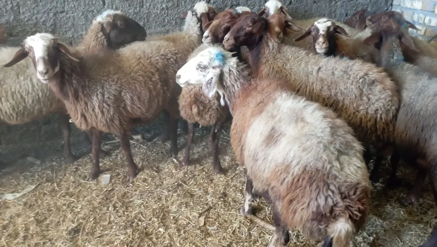 میش ابستن مایه کرده|حیوانات مزرعه|قره چای, |دیوار