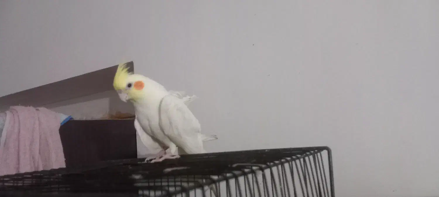 عروس هلندی|پرنده|هامون, |دیوار