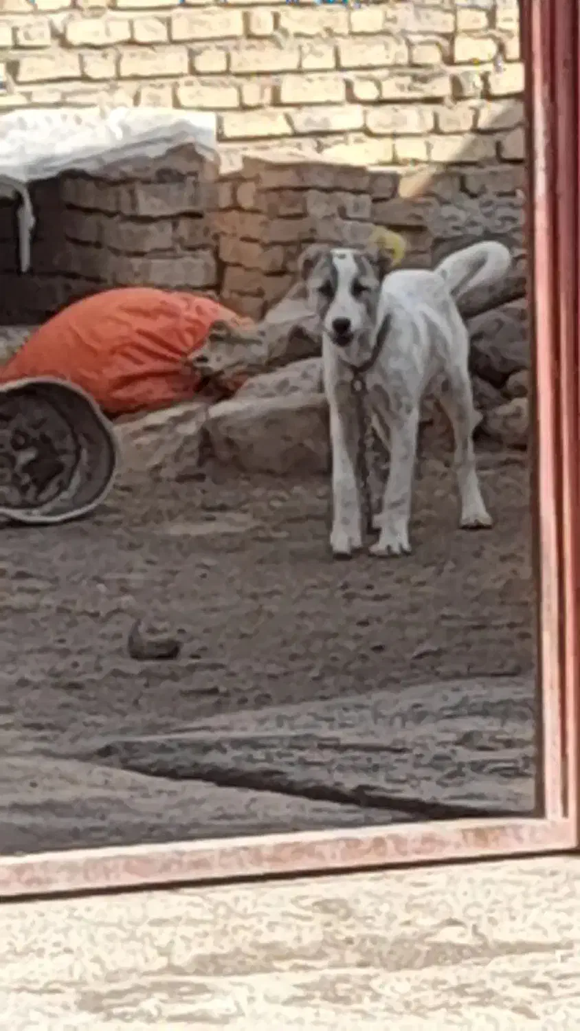 سگ سرابی زات قدیم|سگ|بیلوار, |دیوار