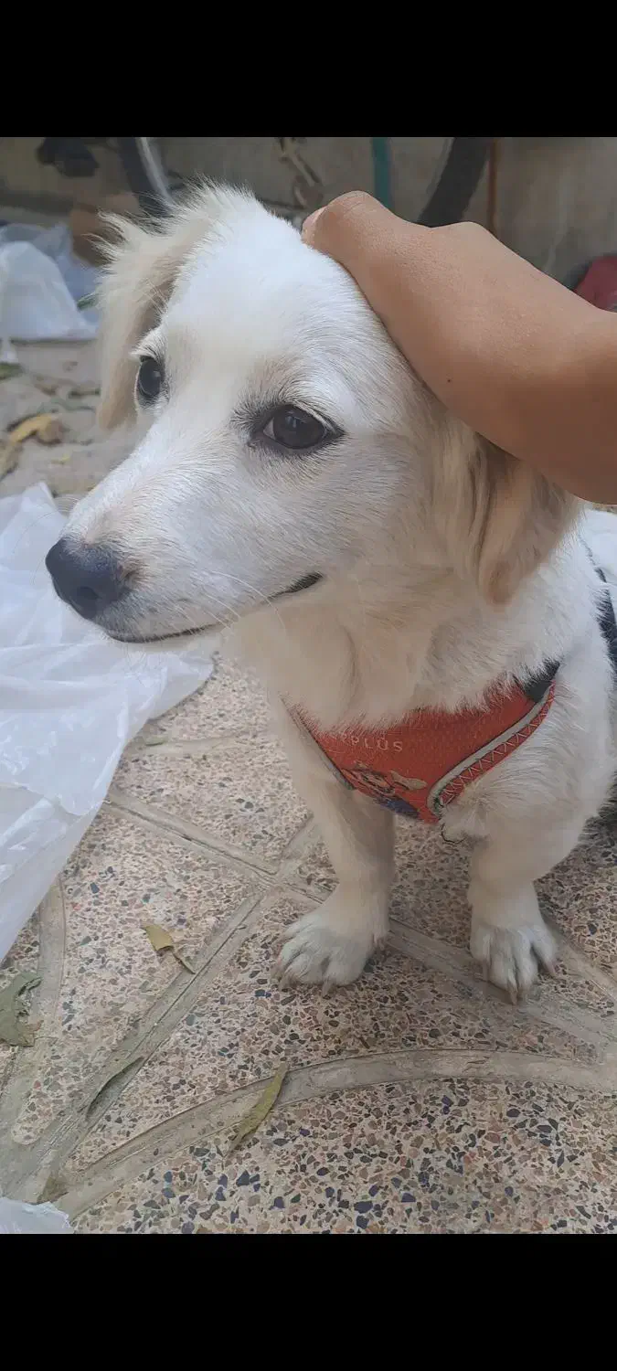 سگ پا کوتاه|سگ|شیراز, تندگویان|دیوار