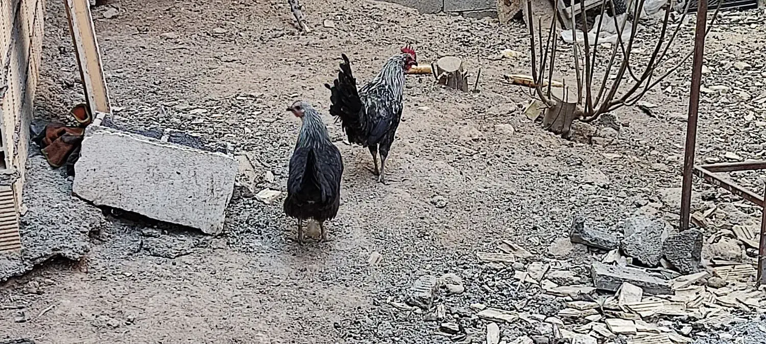 مرغ بومی|حیوانات مزرعه|لردگان, |دیوار