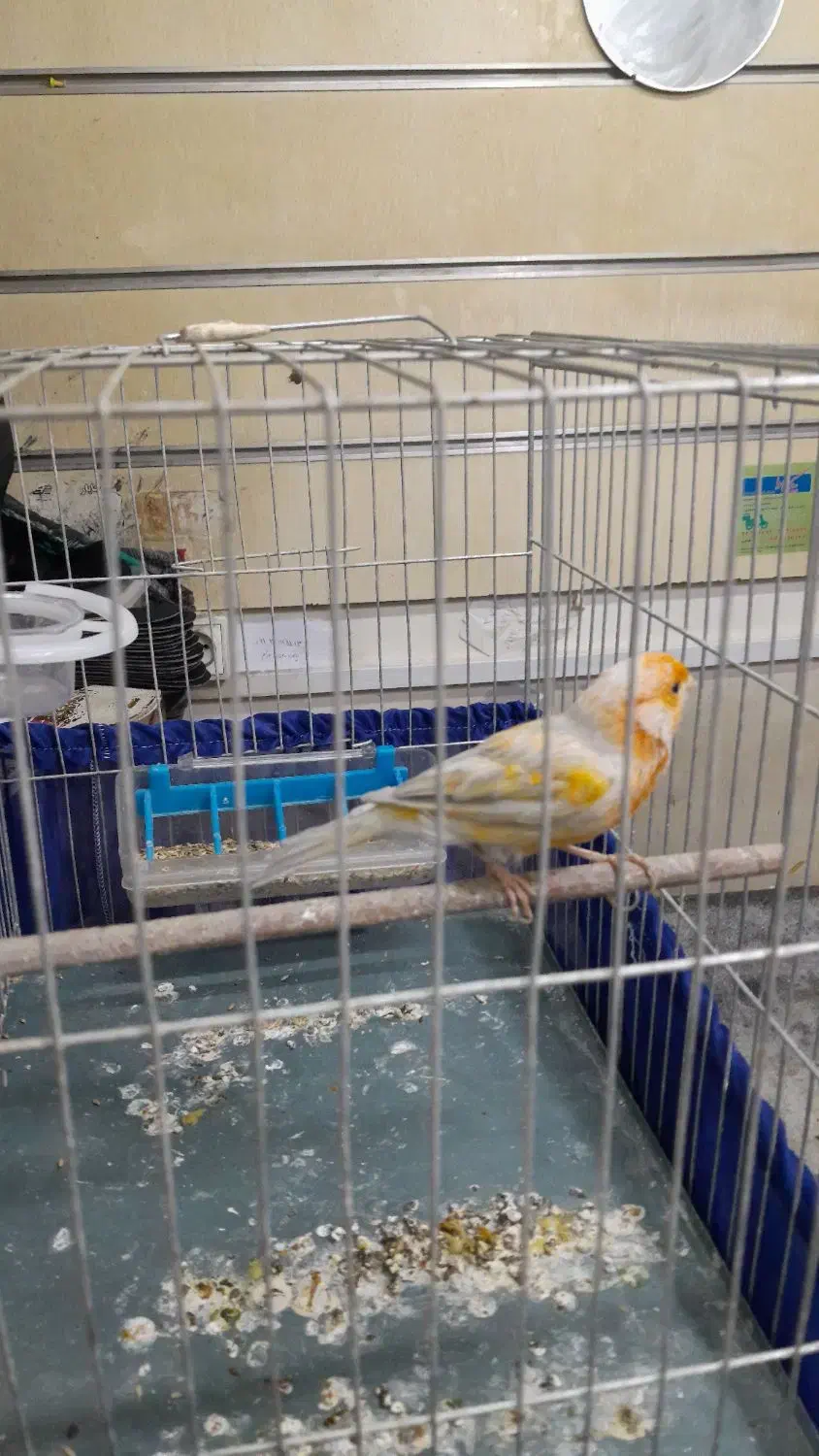 قناری|پرنده|تهران, بهارستان|دیوار