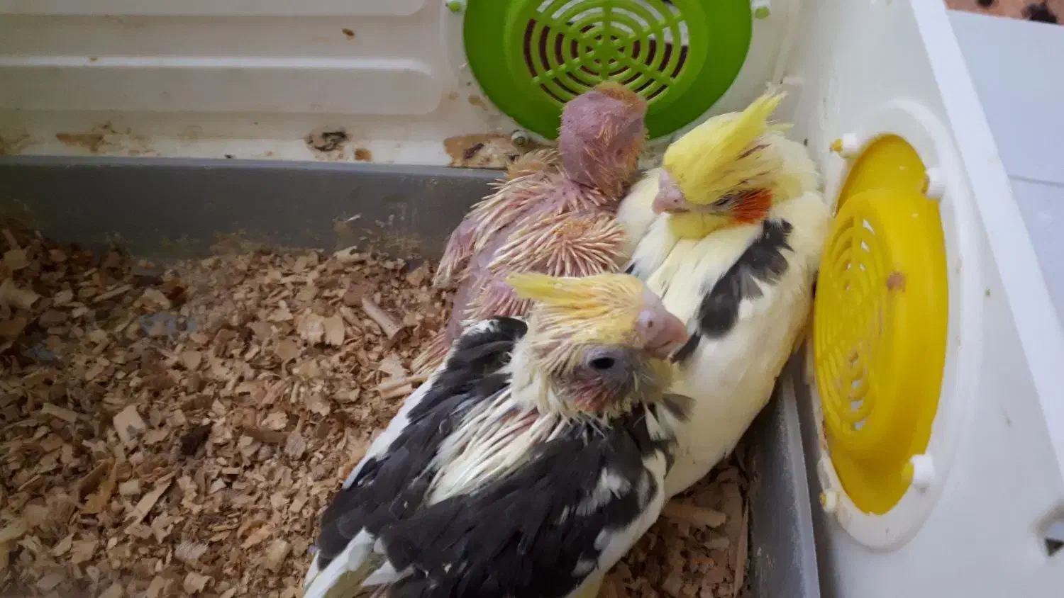 عروس هلندی|پرنده|خرمآباد, |دیوار