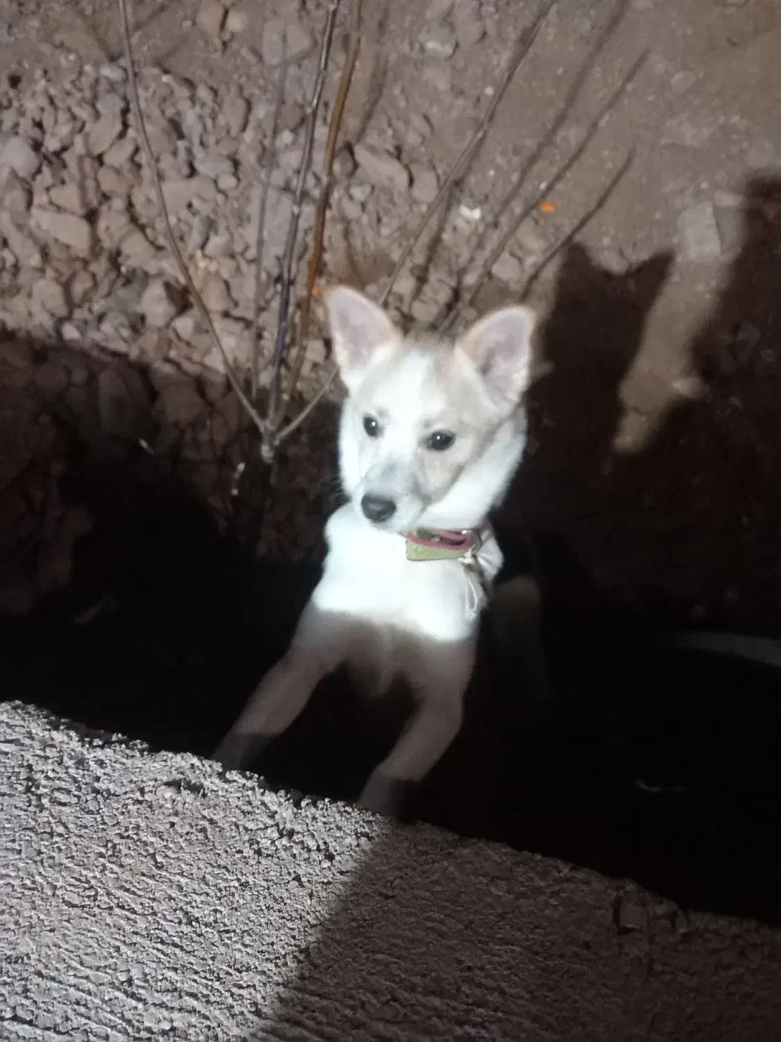 گمشده|حیوانات|ابهر, |دیوار