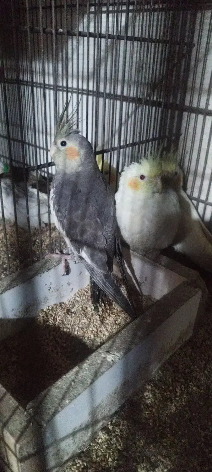 سرلاکی|پرنده|بندرعباس, |دیوار