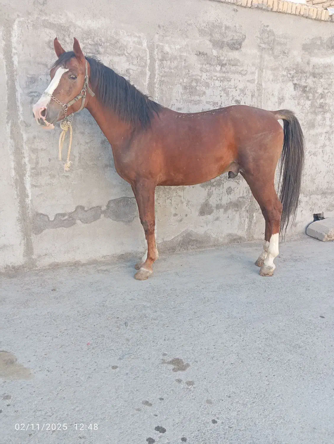 فروش اسب مادیان پالونی|اسب و تجهیزات اسب‌سواری|لاران, |دیوار