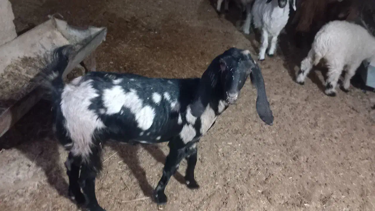 کهره ماده|حیوانات مزرعه|سیستان, |دیوار