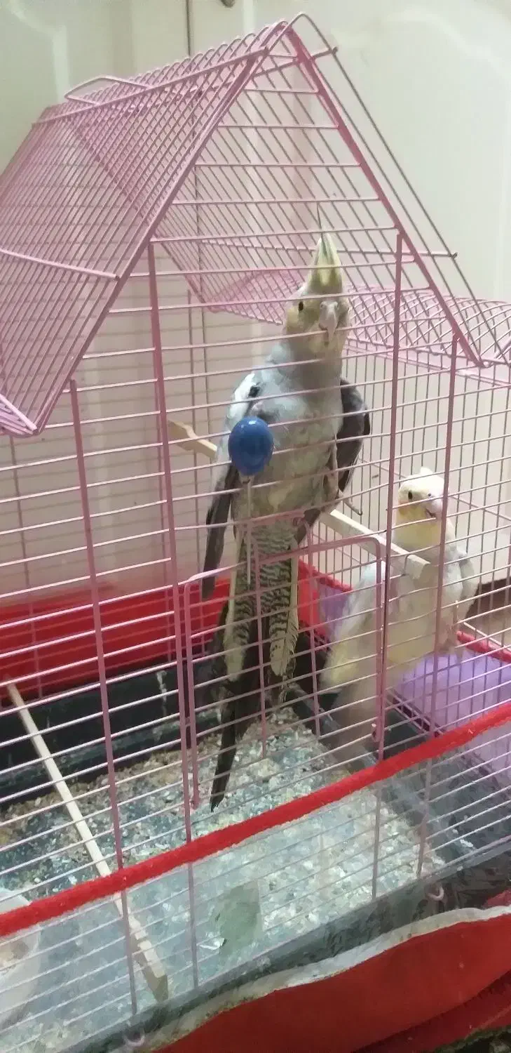 عروس هلندی|پرنده|ارومیه, |دیوار