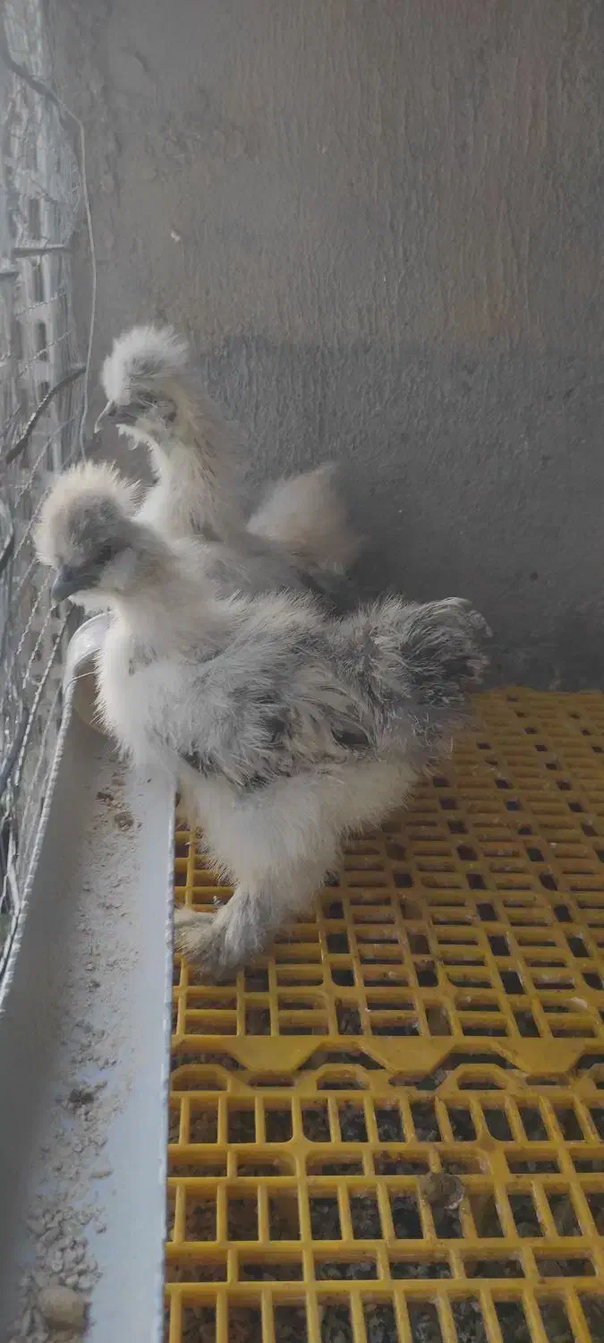 جوجه ابریشمی|حیوانات مزرعه|مشهد, ویلاشهر|دیوار