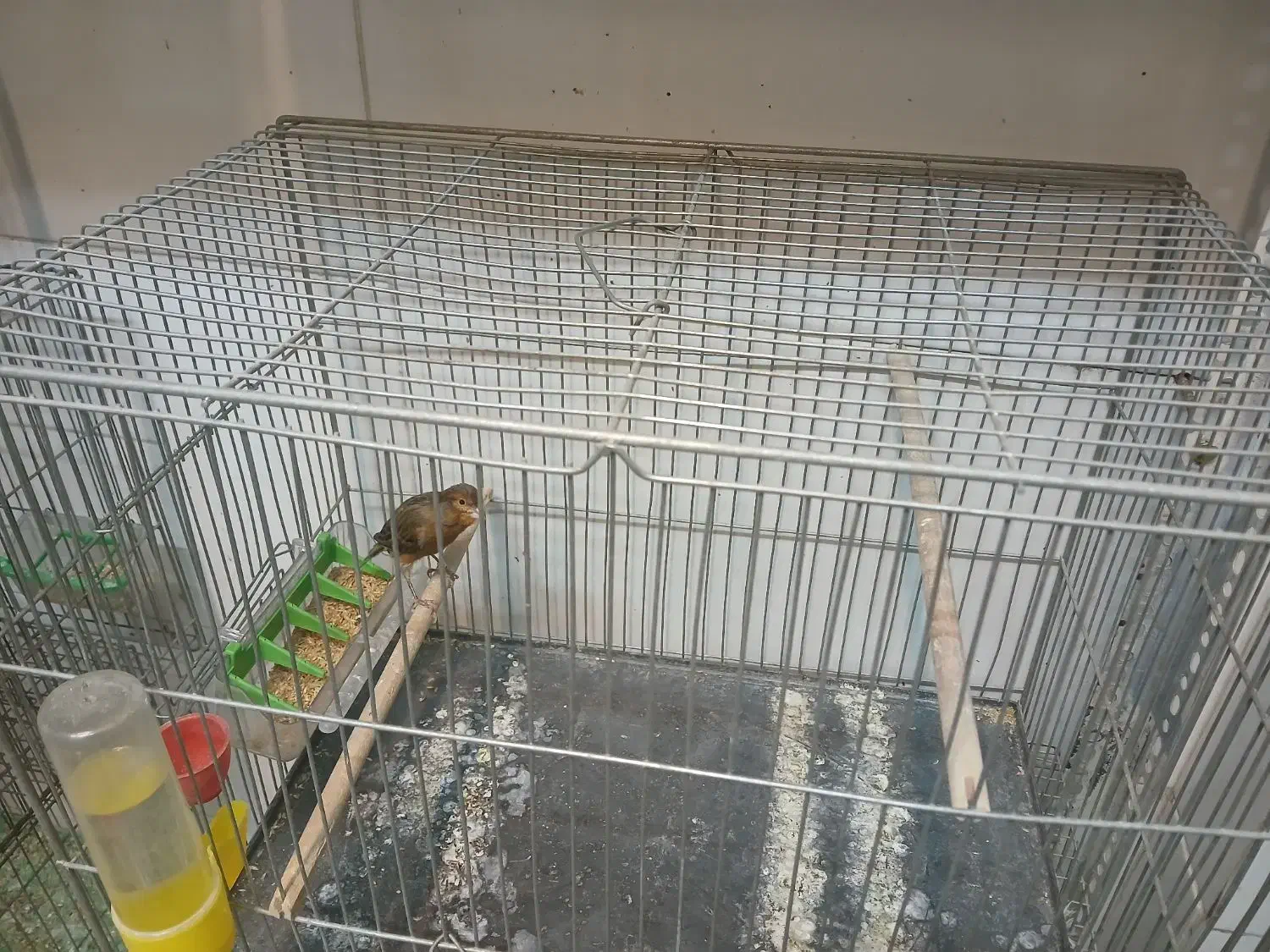 تعدادقنار نر سوختی|پرنده|ابریشم, |دیوار