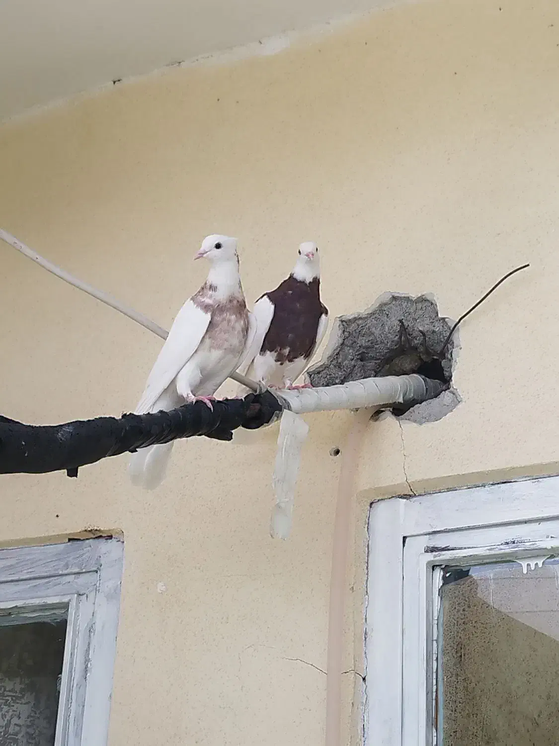 طوقی|پرنده|بم, |دیوار