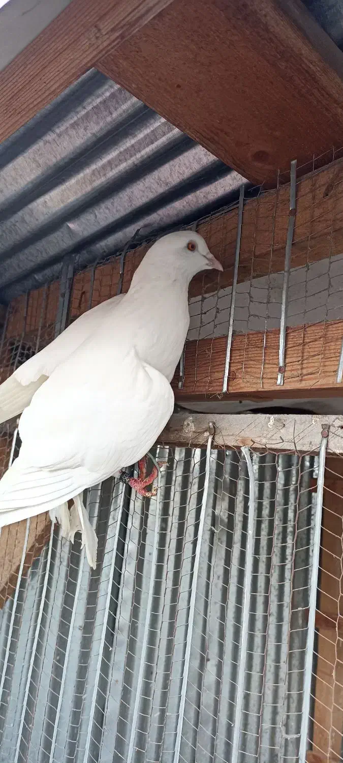 کبوتر ماده تیر ماهی نر جوزی مهری|پرنده|رشت, آب و برق|دیوار