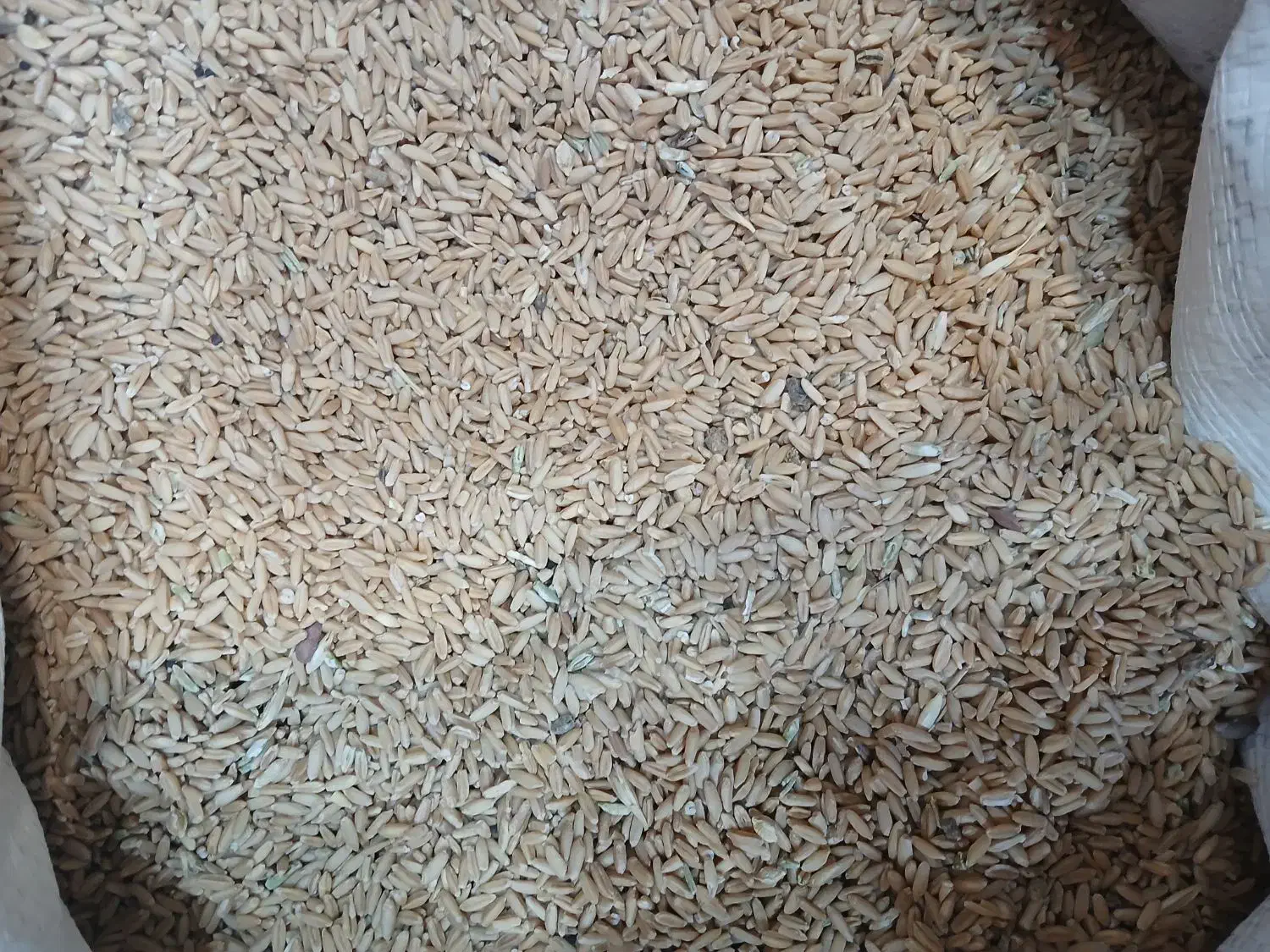 گندم کفتری|پرنده|قم, شهرک امام حسن|دیوار