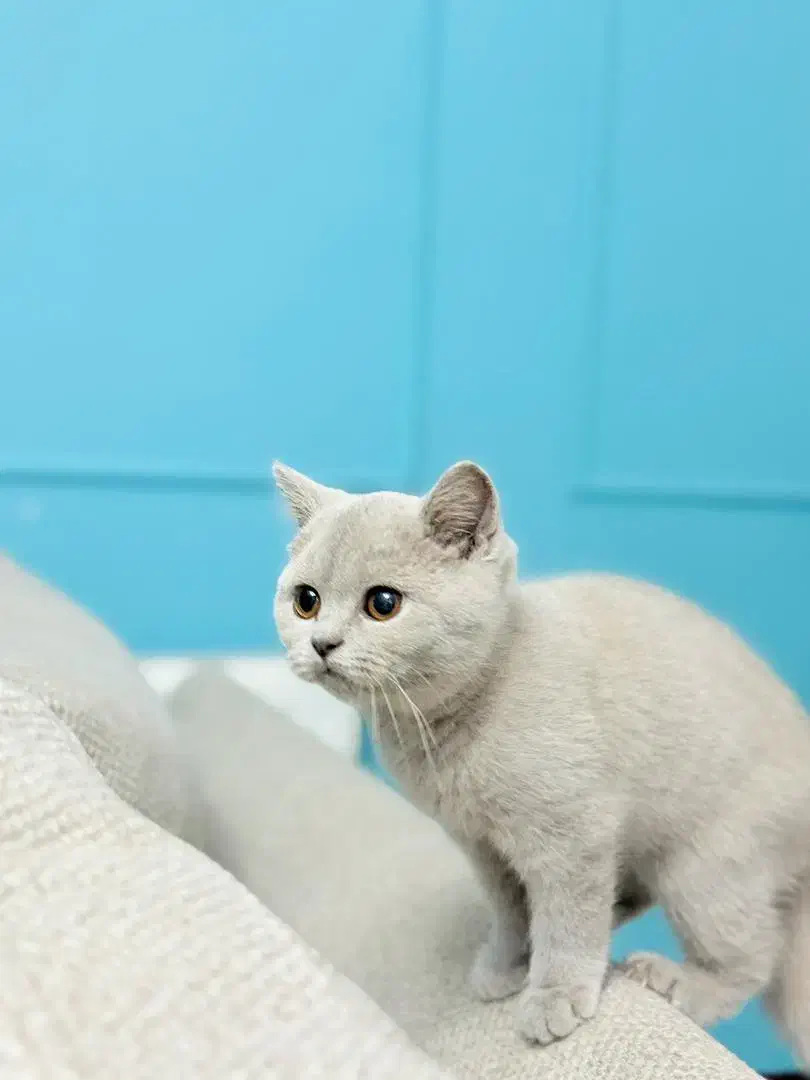 گربه بریتیش رنگ خواص لی لاک|گربه|پرند, فاز ۳|دیوار