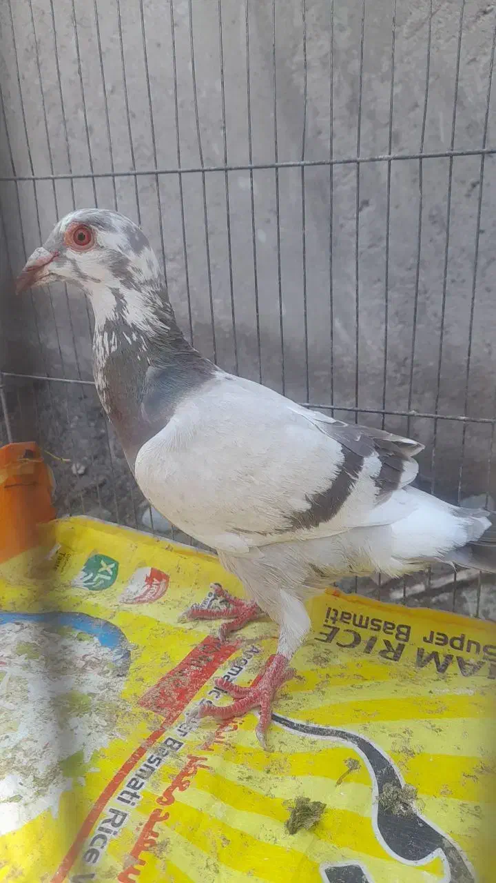 کفتر گمشده|حیوانات|جیرفت, |دیوار