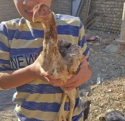 جوجه مرغ و خروس لاری|حیوانات مزرعه|دشتابی, |دیوار