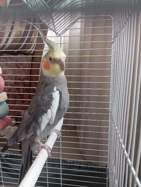 عروس هلندی سخنگو|پرنده|مهاباد (آذربایجان غربی), |دیوار