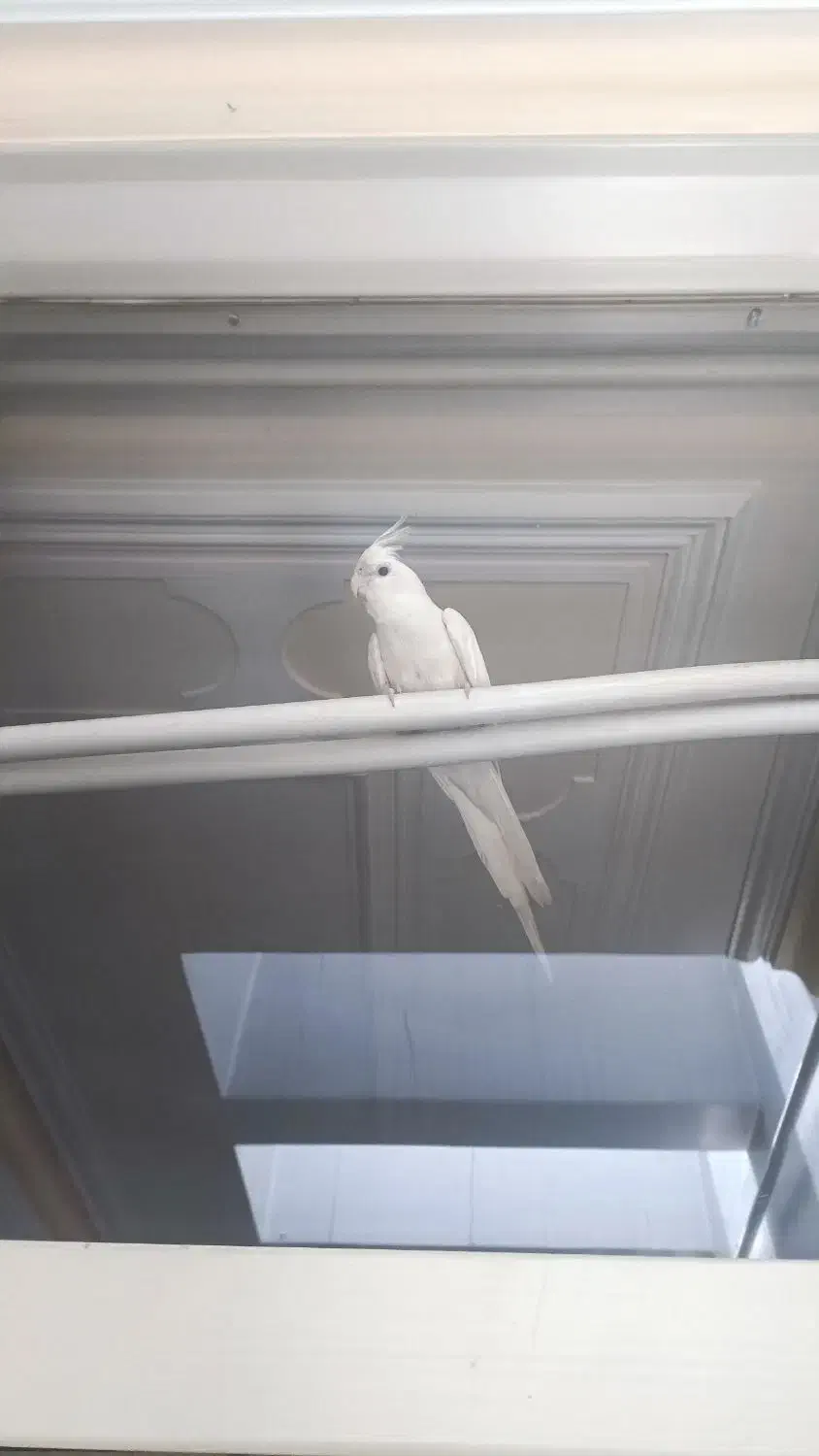 عروس هلندی مرواریدی نر از نژاد آلبینو|پرنده|الیگودرز, |دیوار