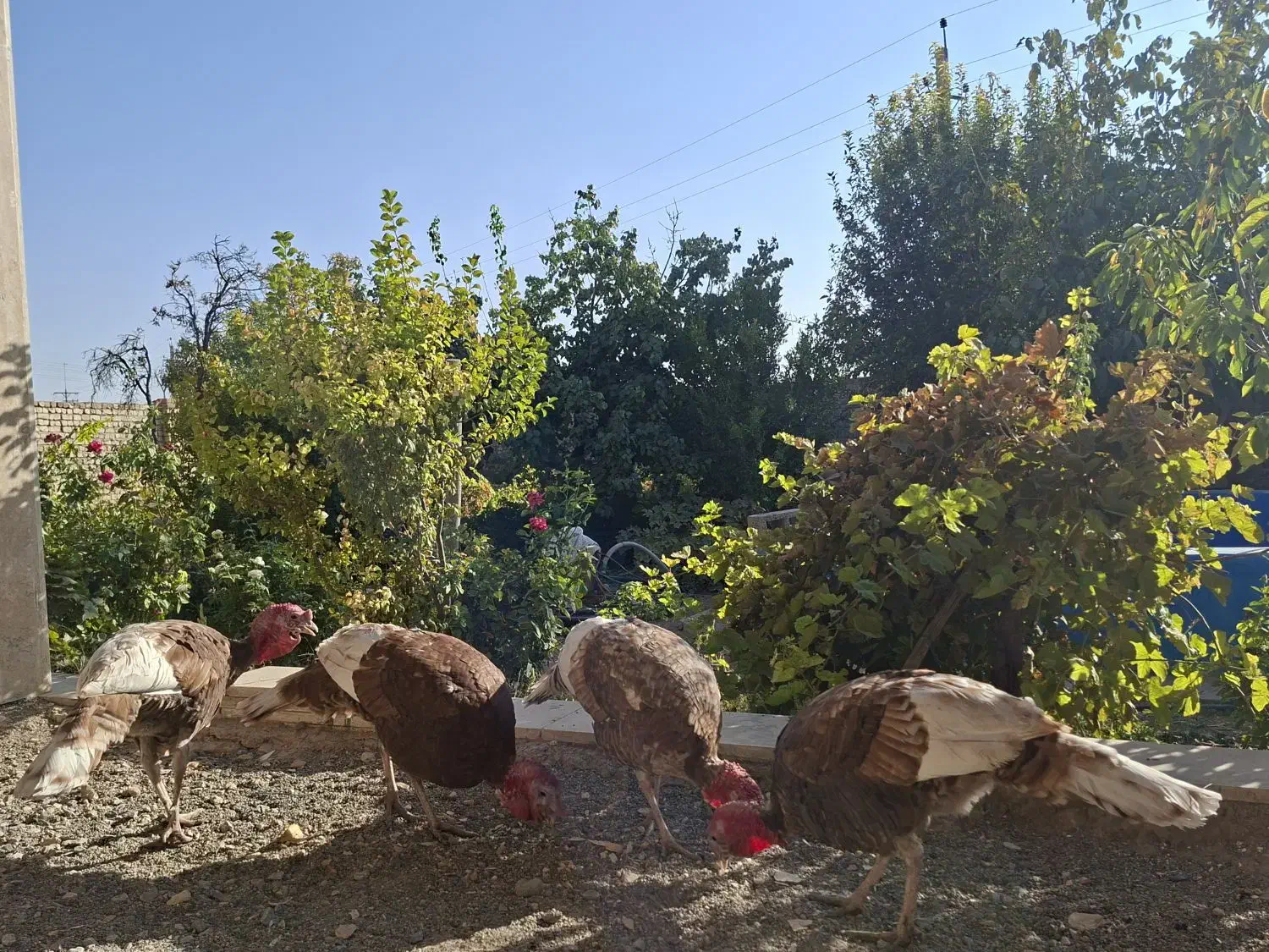 باسلام نژادبربون|حیوانات مزرعه|معصومیه, |دیوار