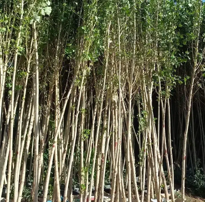 انواع نهال مثمر و غیر مثمر|خدمات باغبانی و درختکاری|تبریز, |دیوار