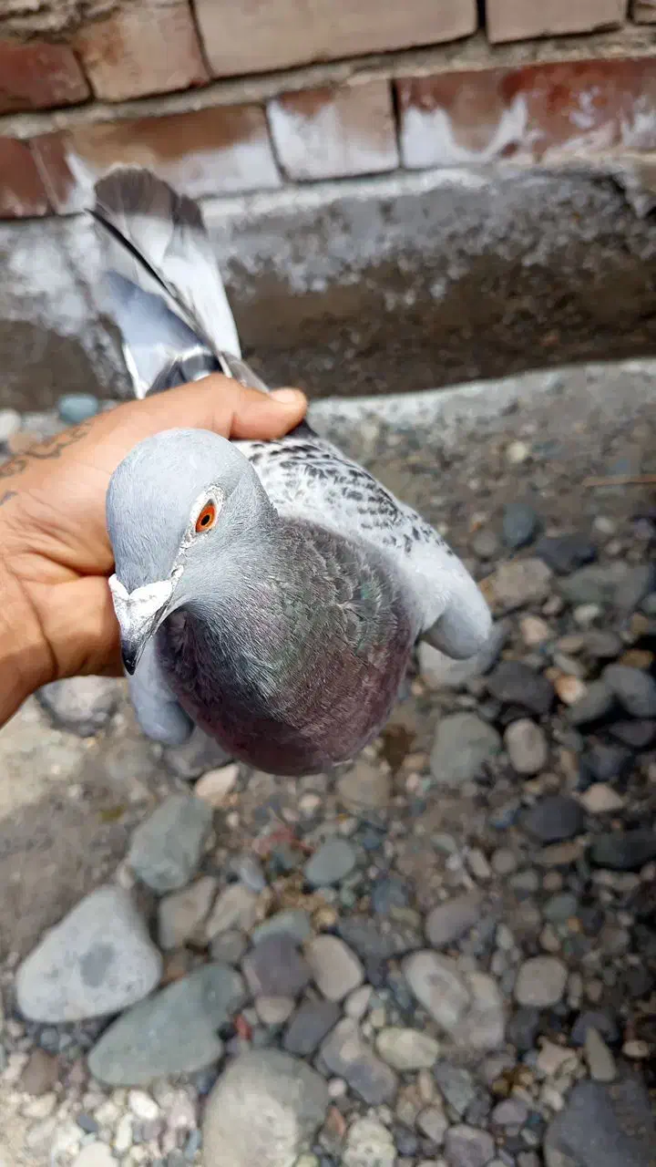 کبوتر|پرنده|جیرفت, |دیوار