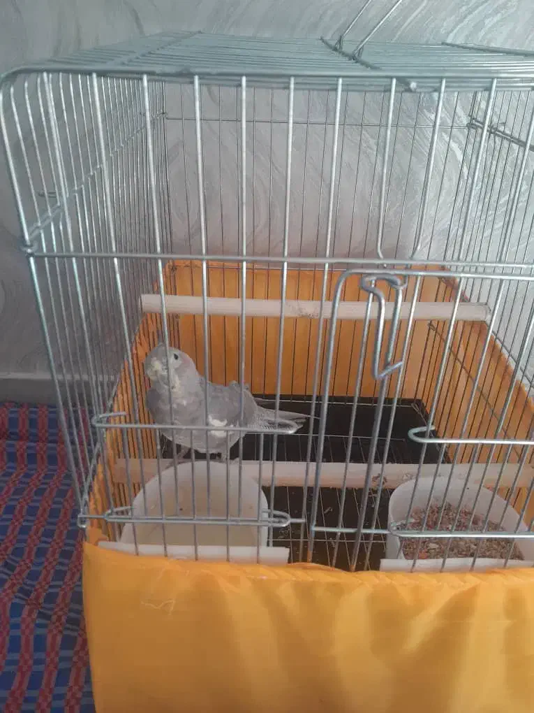 عروس هلندی نر 5 ماهه|پرنده|تهران, افسریه شمالی|دیوار