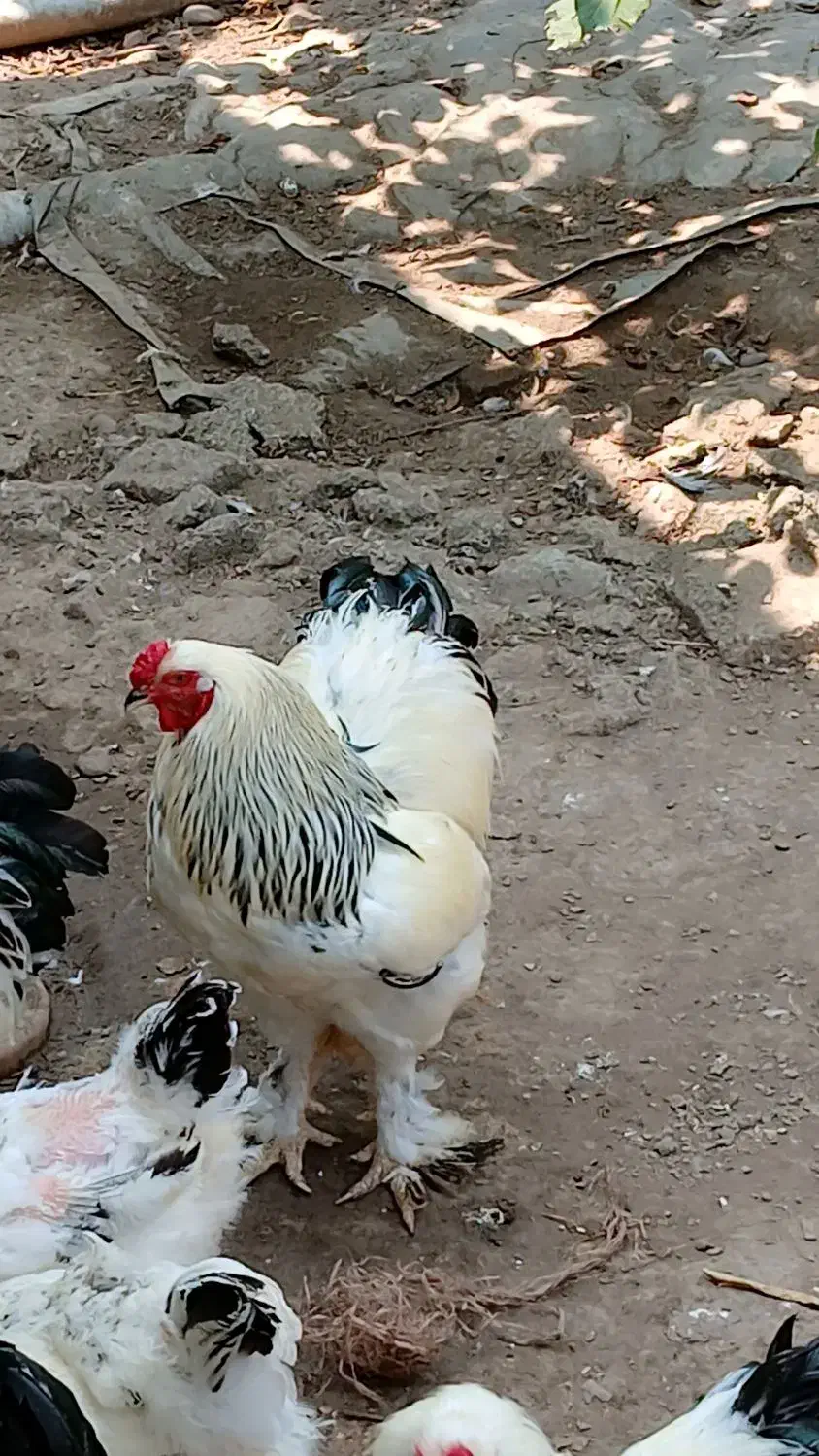 تخم مرغ برهما اصل رمانی|حیوانات مزرعه|سنگر, |دیوار