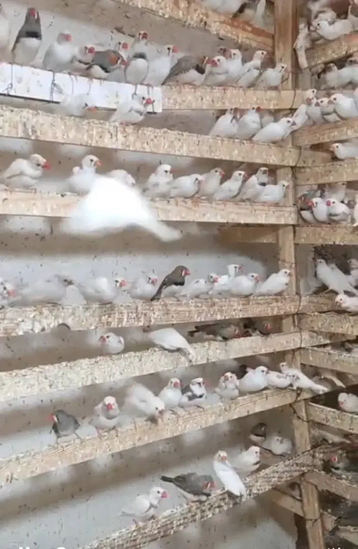 فنچ زبرا|پرنده|بندرعباس, |دیوار