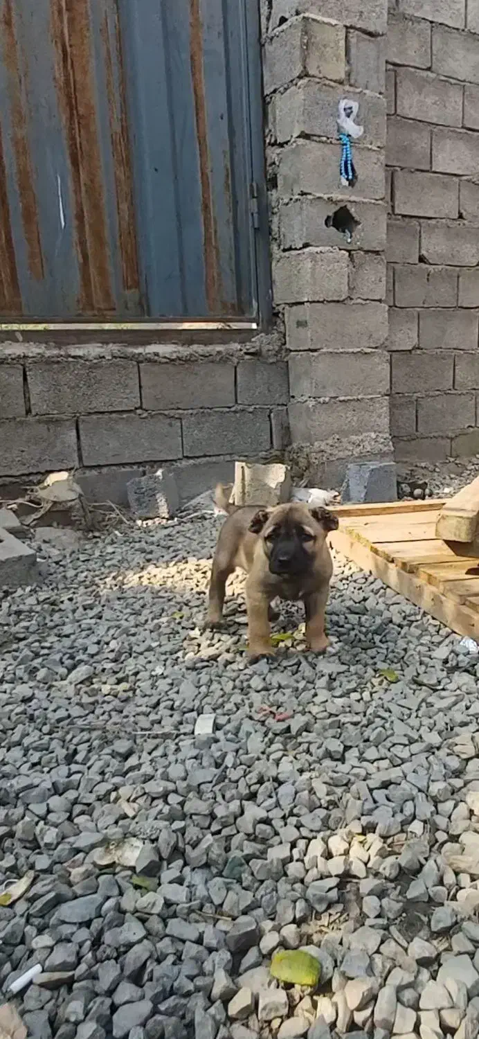 سگ سرابی|سگ|بابل, |دیوار