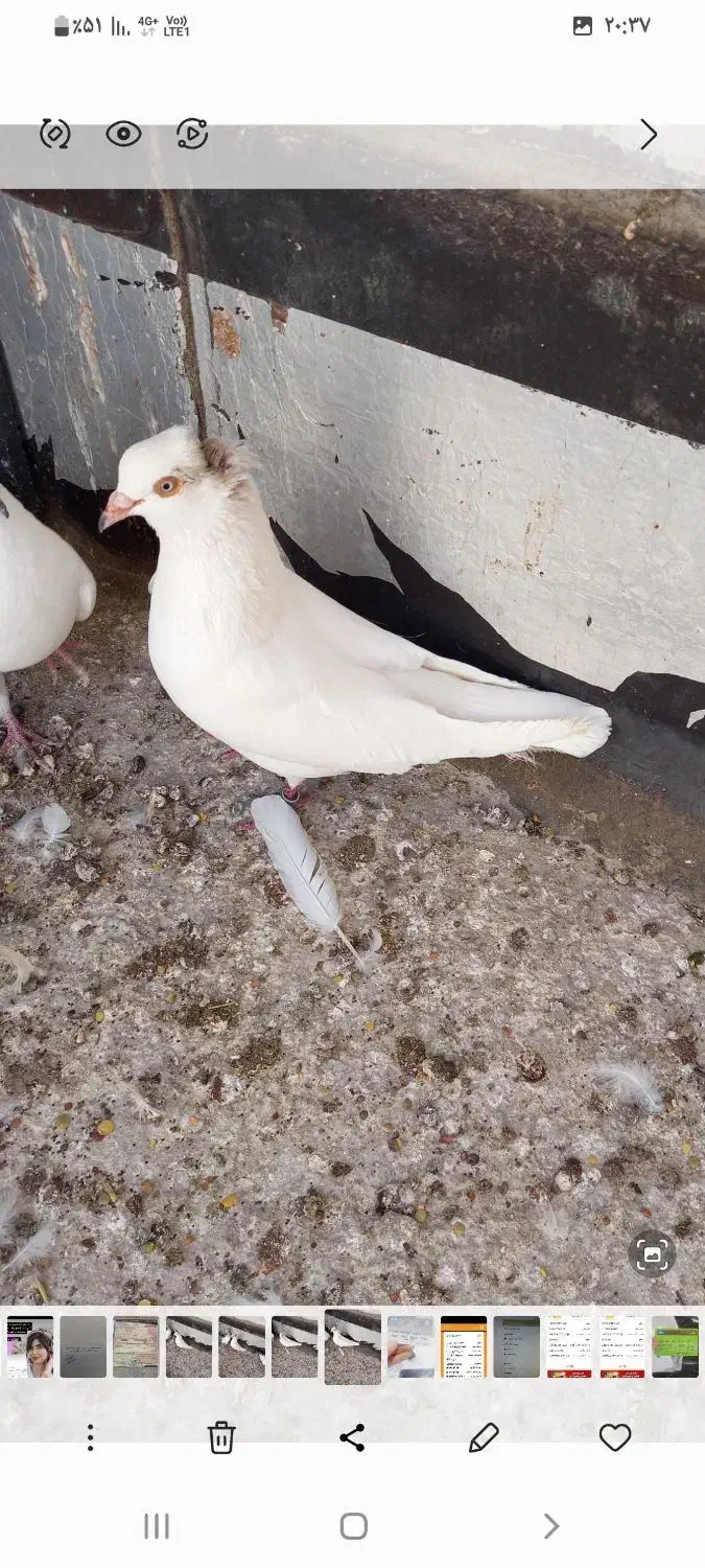 کفتر سفید گمشده|حیوانات|بندرعباس, |دیوار