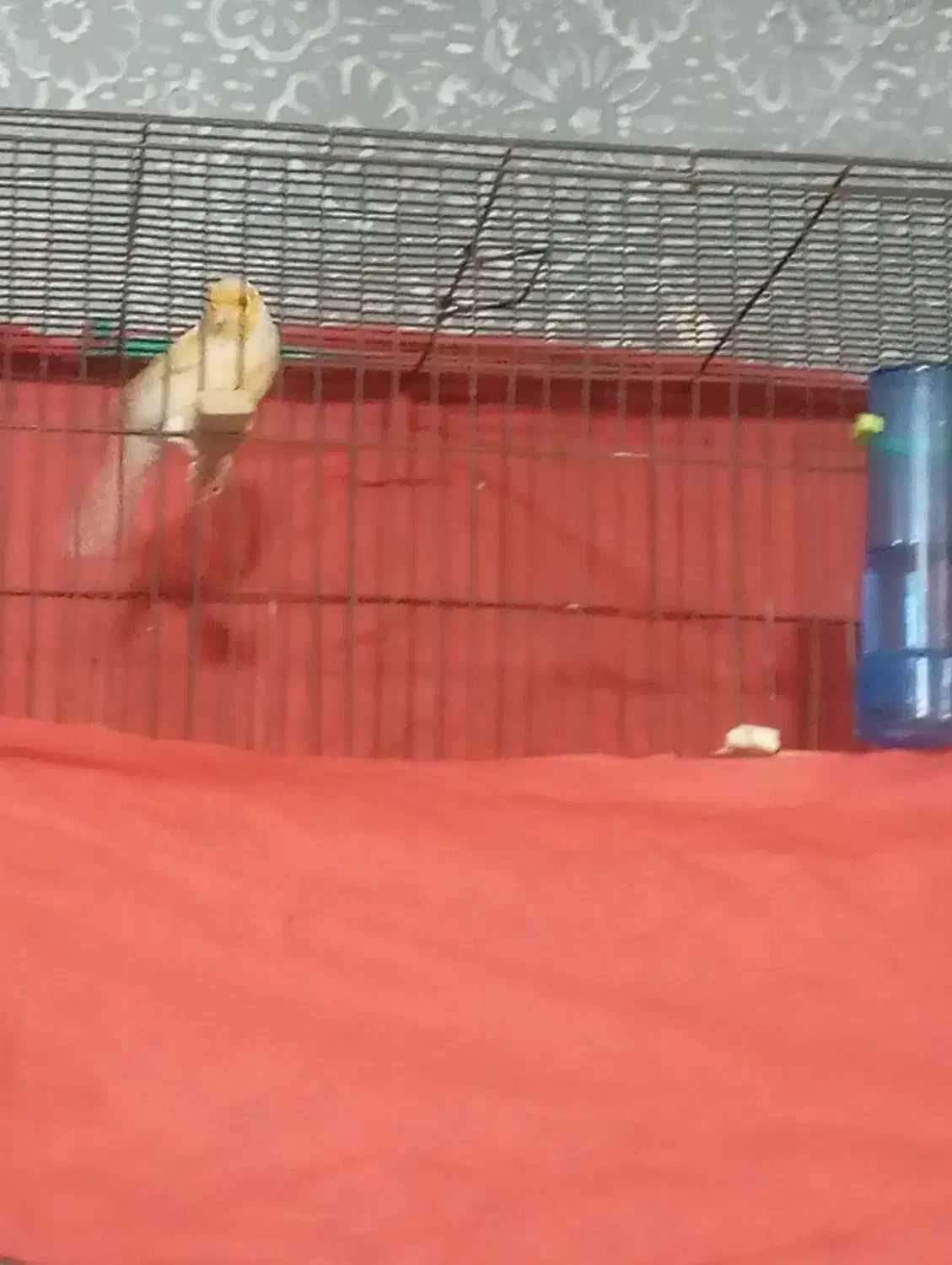 قناری موزاییکی مست|پرنده|قرچک, میرزائی شمالی|دیوار