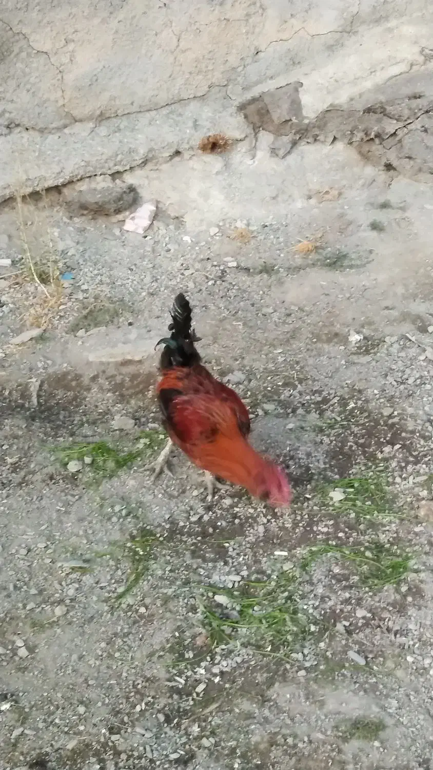 خروس محلی،قیمت شصدهزارتومان|حیوانات مزرعه|مریوان, |دیوار