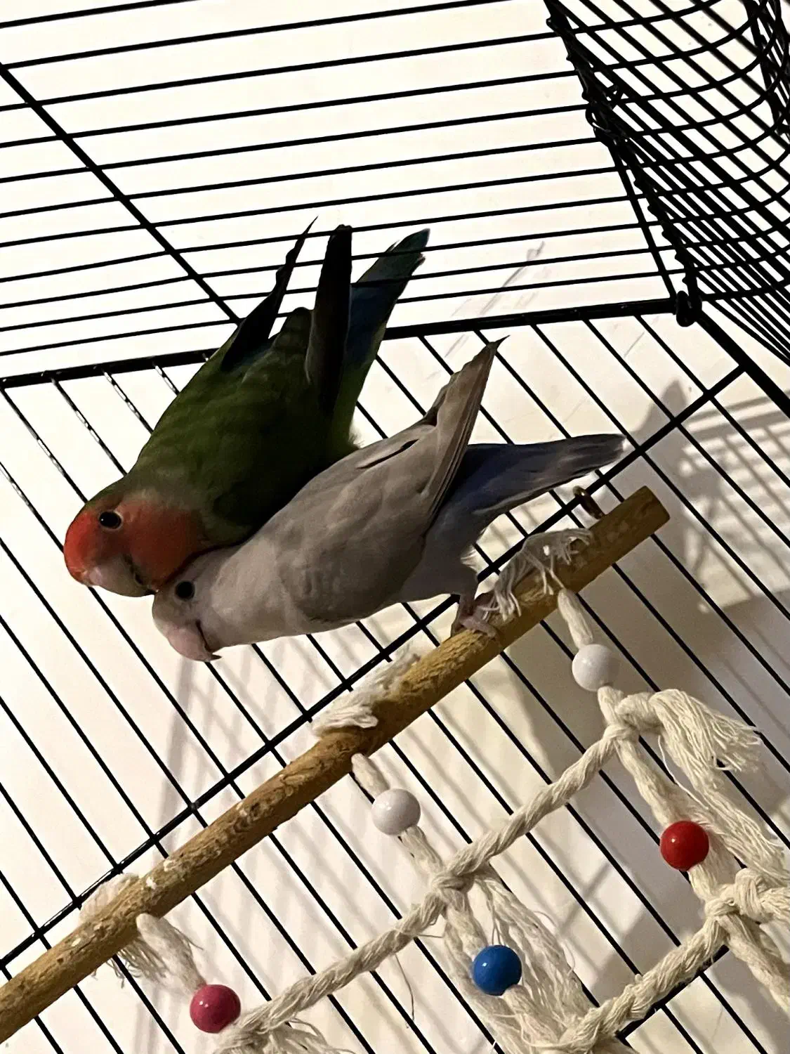 طوطی|پرنده|ارومیه, |دیوار