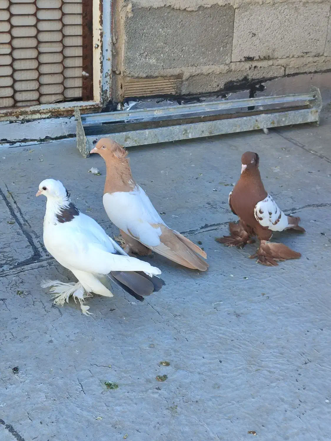 الوان|پرنده|تبریز, |دیوار