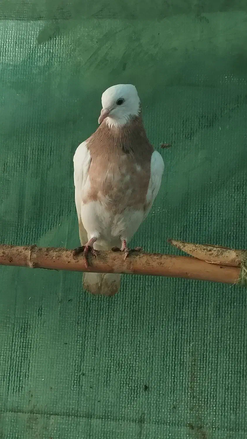 طوقی کرمانشاه|پرنده|رامیان, |دیوار