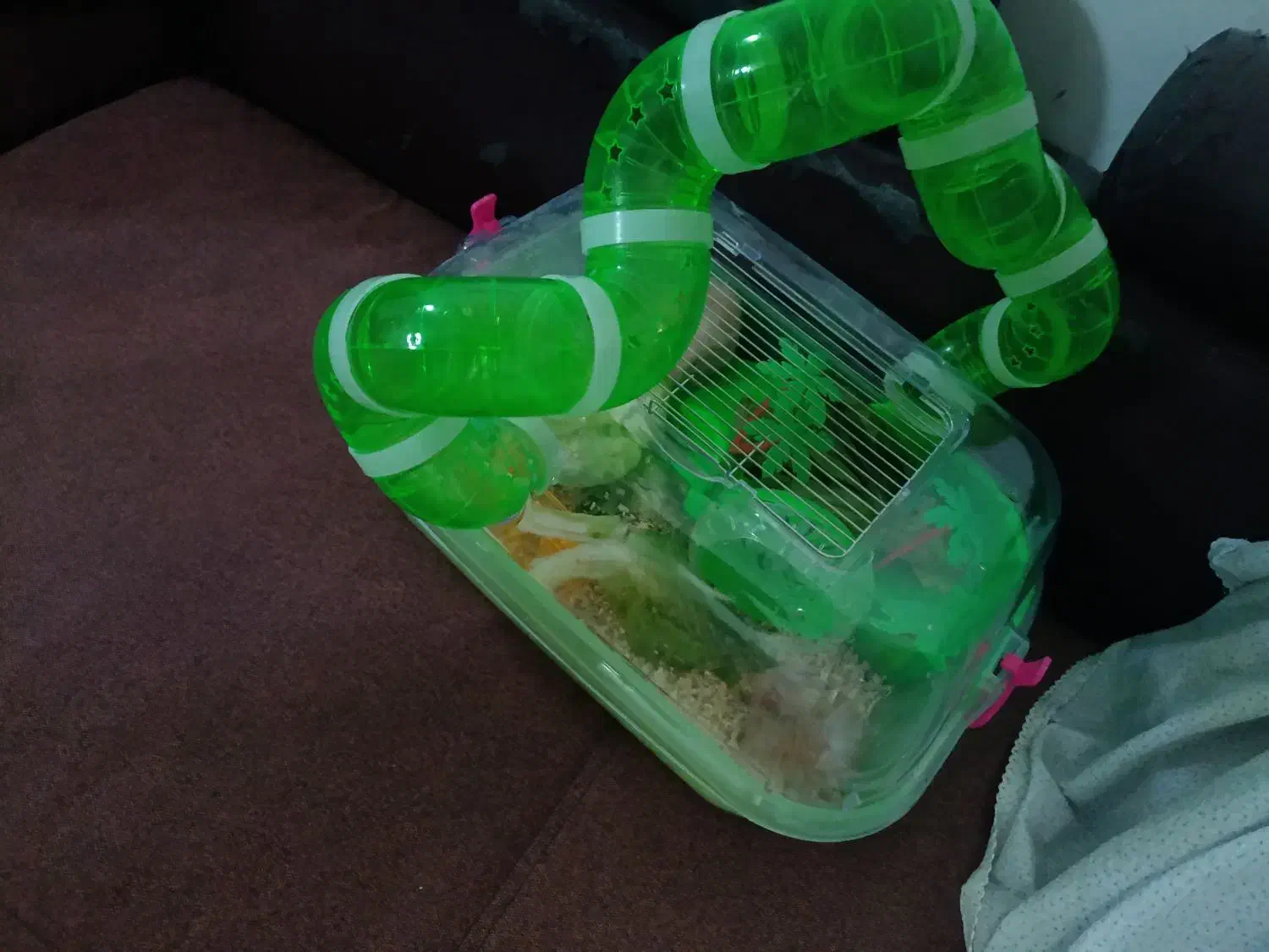 دو عدد همستر جفت|موش و خرگوش|سیرجان, |دیوار