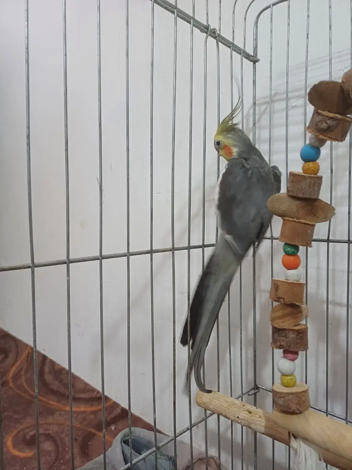 معاوضه عروس هلندی با مرغ|پرنده|آبیک, |دیوار