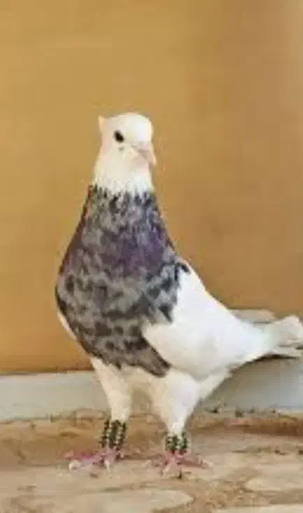 کبوتر طوقی|پرنده|مریوان, |دیوار