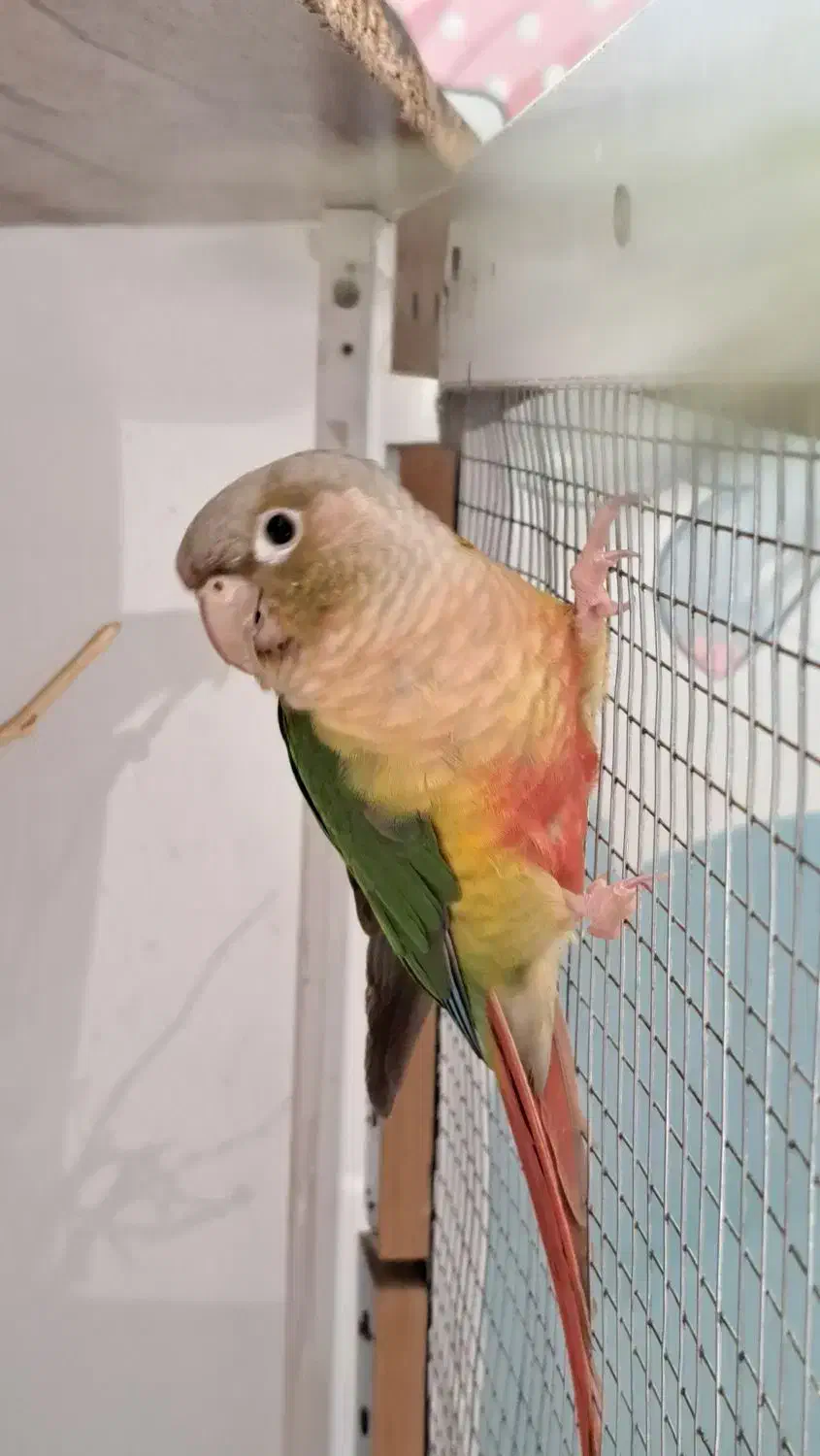 جفت گرینچیک|پرنده|اسفراین, |دیوار